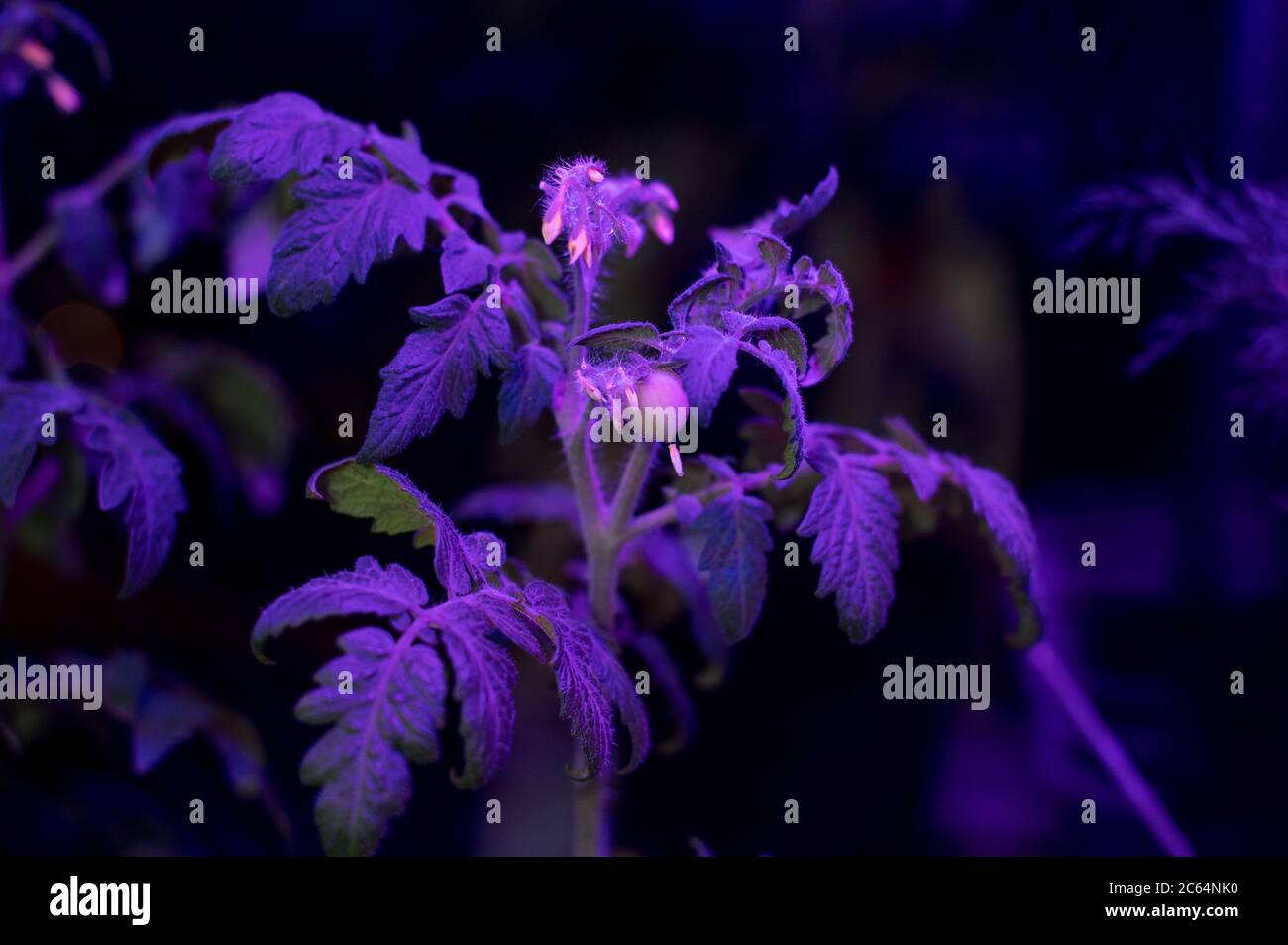Tomato plants growing under LED hydroponic lights. Tiny little green tomato. Soft focus Stock