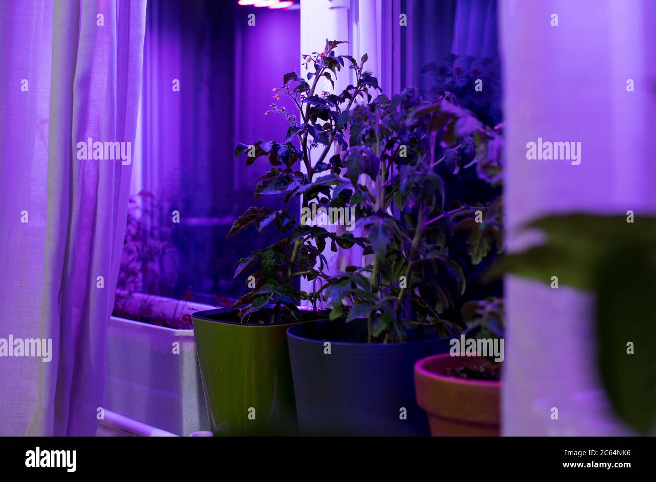 Tomato plants growing under LED hydroponic lights Stock Photo Alamy