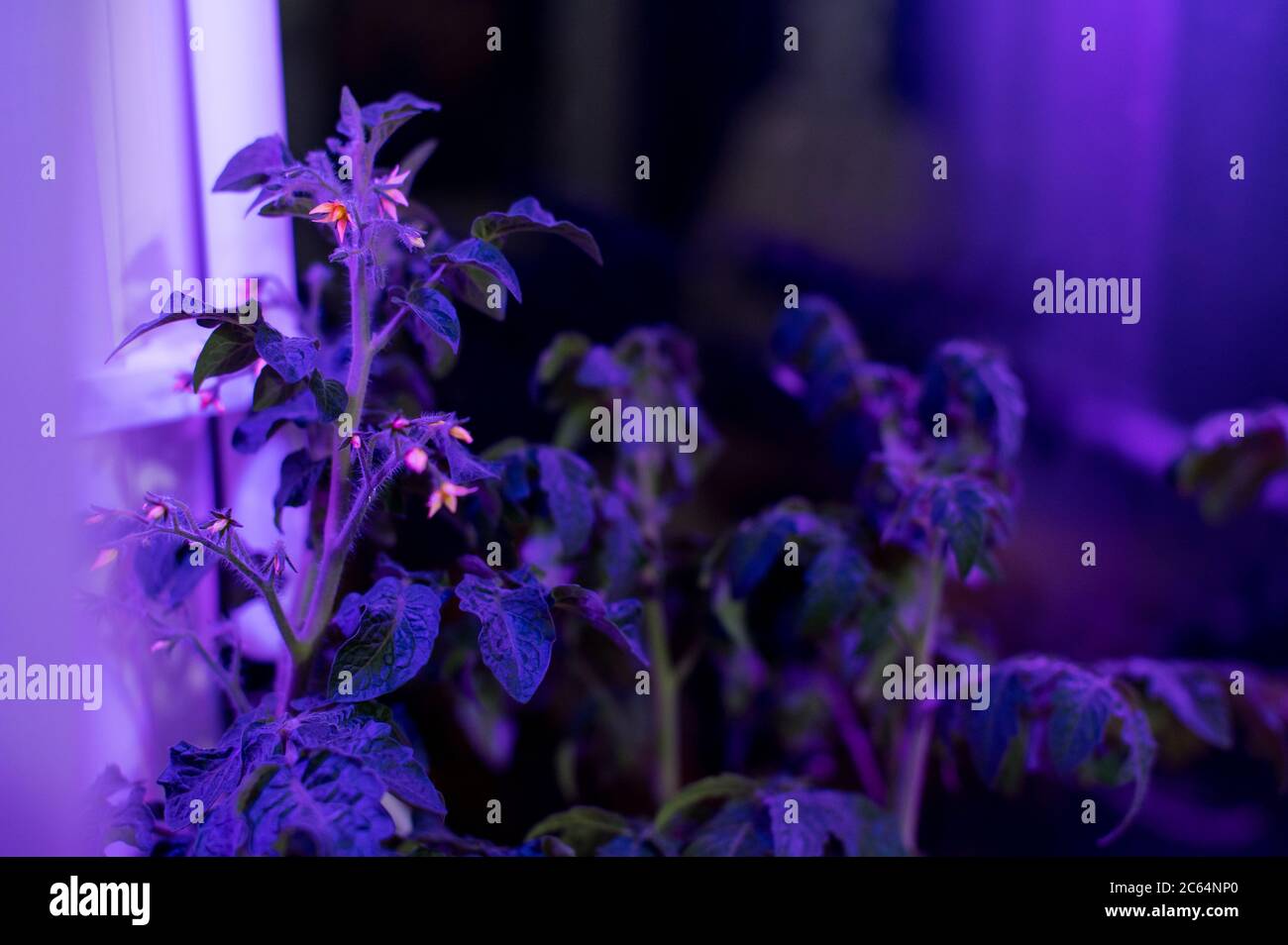 Tomato plants growing under LED hydroponic lights Stock Photo Alamy