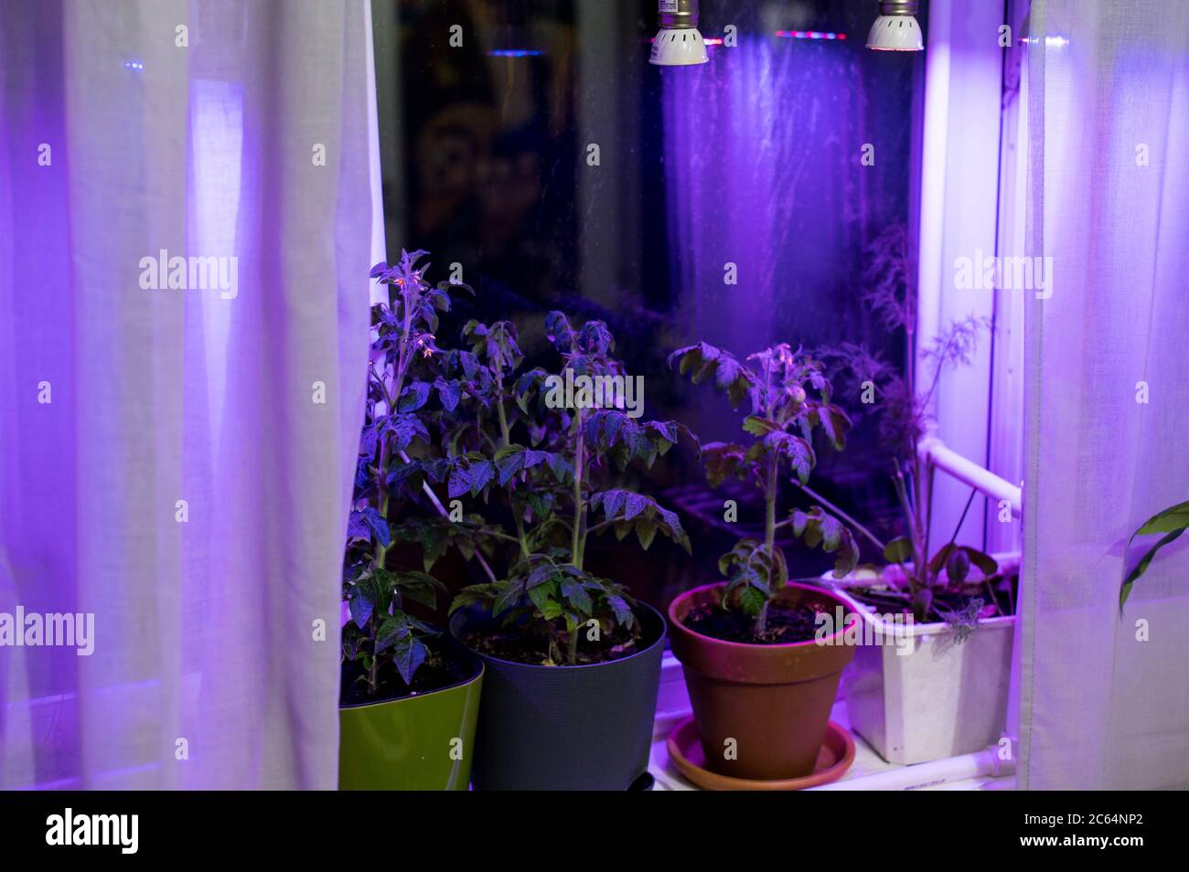 Tomato plants growing under LED hydroponic lights Stock Photo Alamy