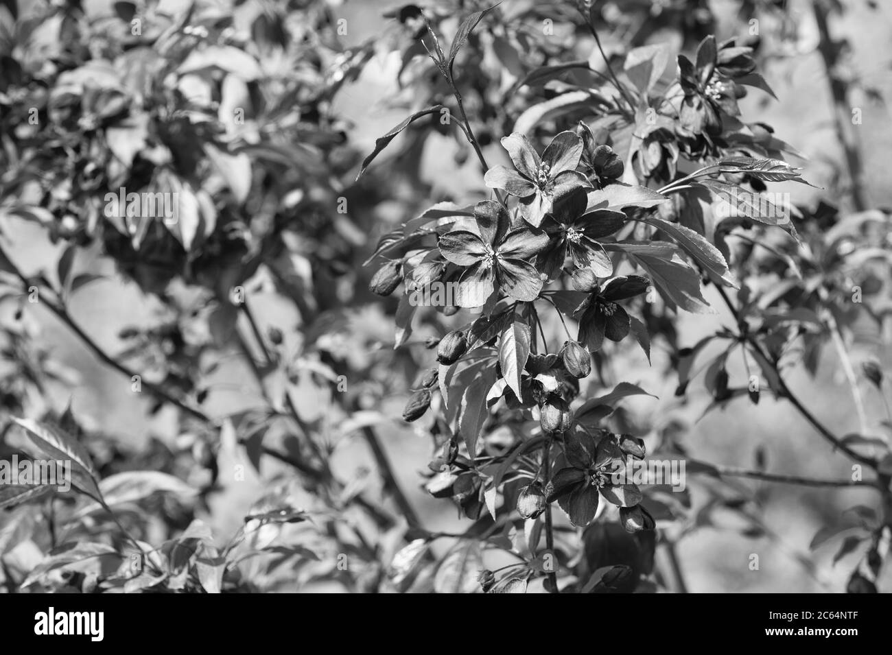 selective focus of beautiful cherry blossom. background with spring cherry blossom. 8 march sale. Spring Cherry bloom, pink flowers. Flower Branch of sakura. hot summer day. Spring flowering branch. Stock Photo