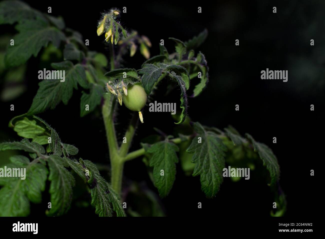 Tomato plants growing under LED hydroponic lights. Tiny little green tomato Stock Photo Alamy
