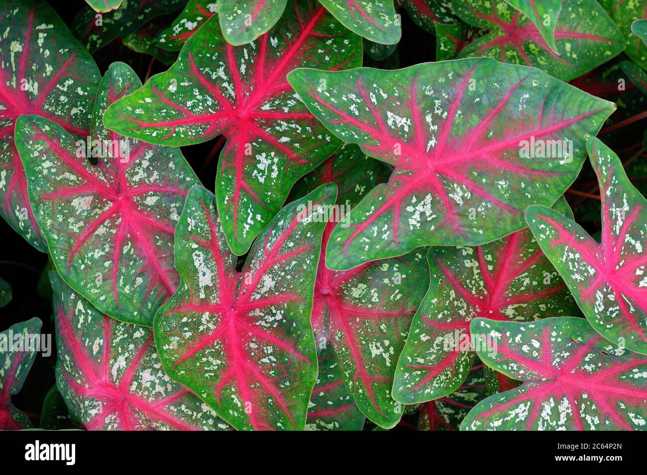 bicolor caladium in red and green leaf Stock Photo