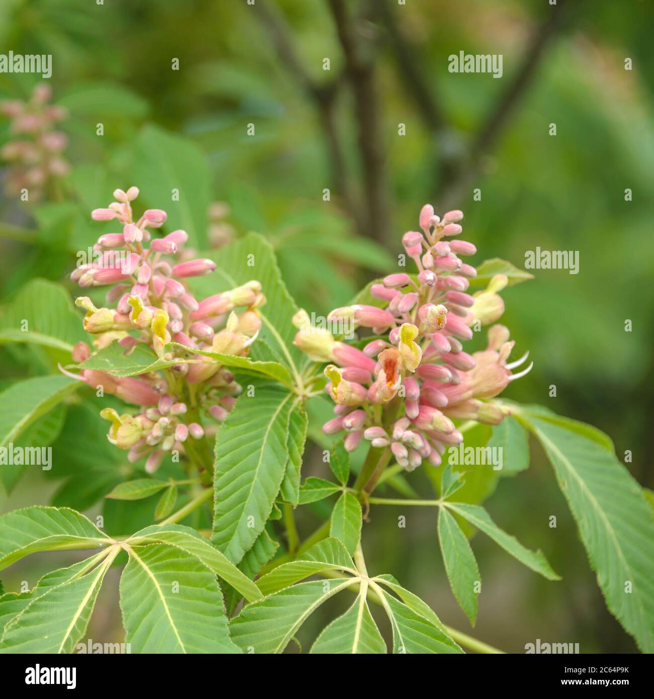 Pavie Aesculus pavia Koehnei Stock Photo Alamy