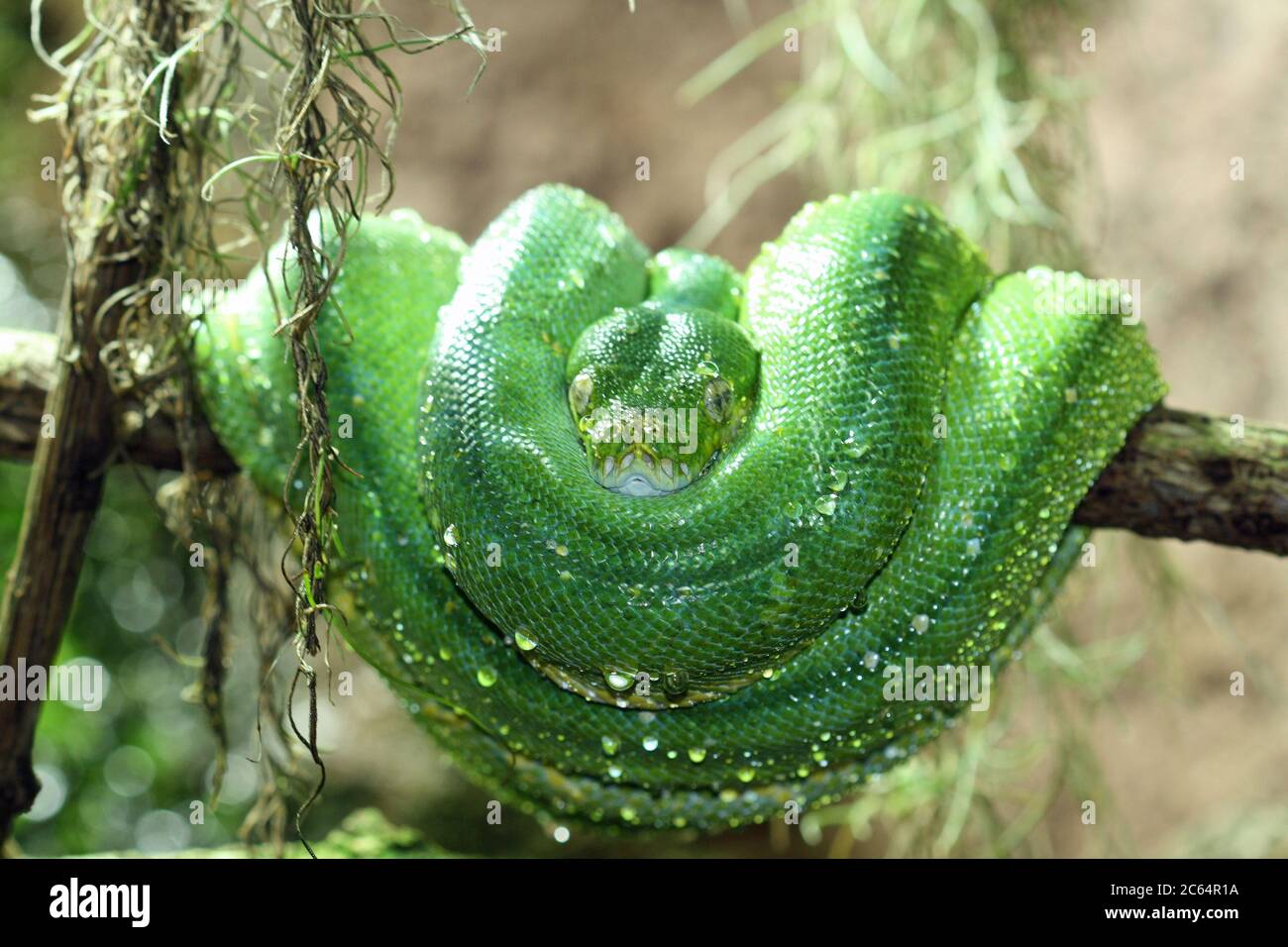Baumpython High Resolution Stock Photography And Images Alamy