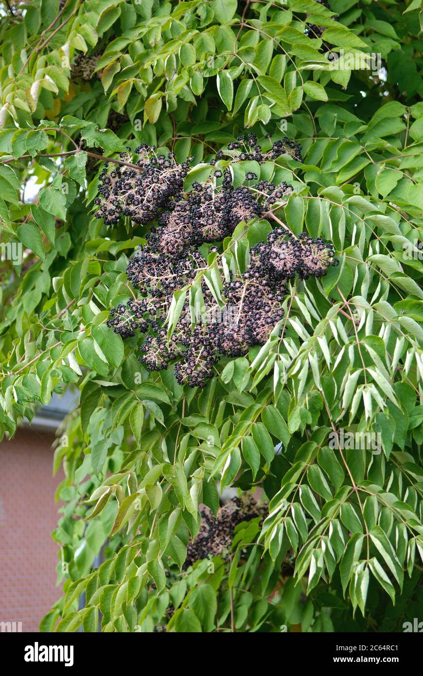 Japanischer Angelikabaum Aralia elata Stock Photo
