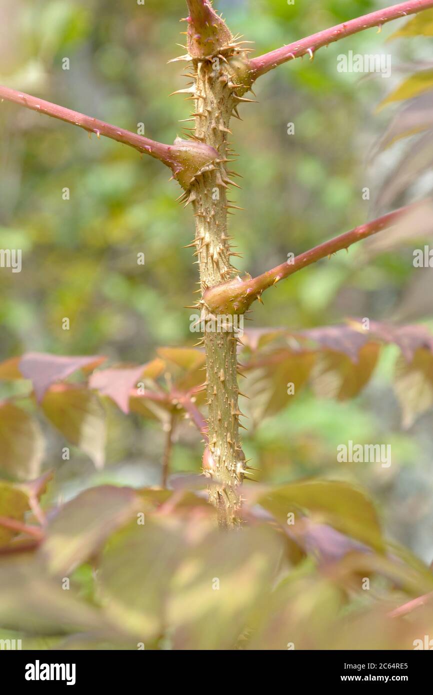 Japanischer Angelikabaum Aralia elata Stock Photo