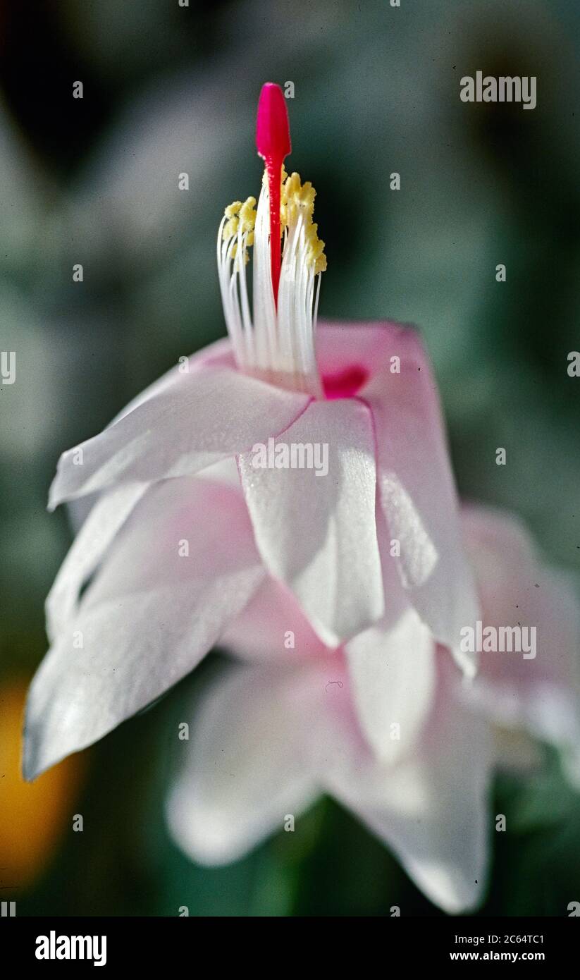 A close up image of a flower from a Christmas Cactus Stock Photo