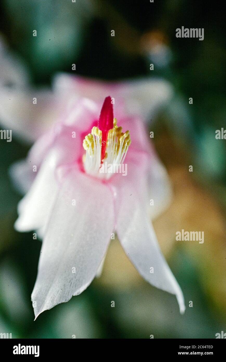 A close up image of a flower from a Christmas Cactus Stock Photo