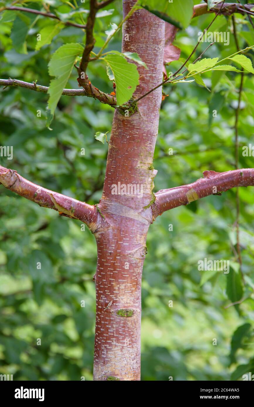 Kupfer-Birke Betula albosinensis Alnarp Stock Photo
