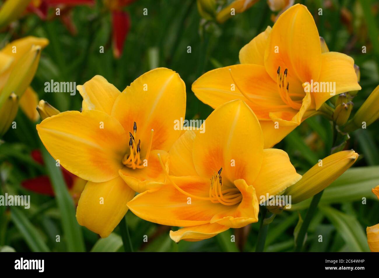 Hemerocallis Chicago sunrise orange yellow treprapoid daylily bloom flowers Stock Photo