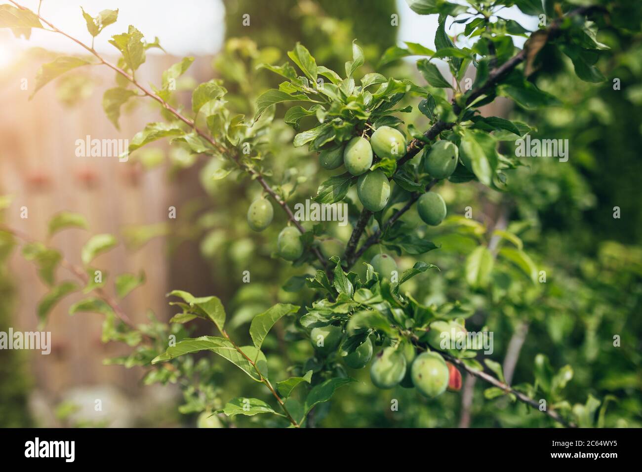Ripening green plum fruits on a branch in the garden - fresh harvest Stock Photo
