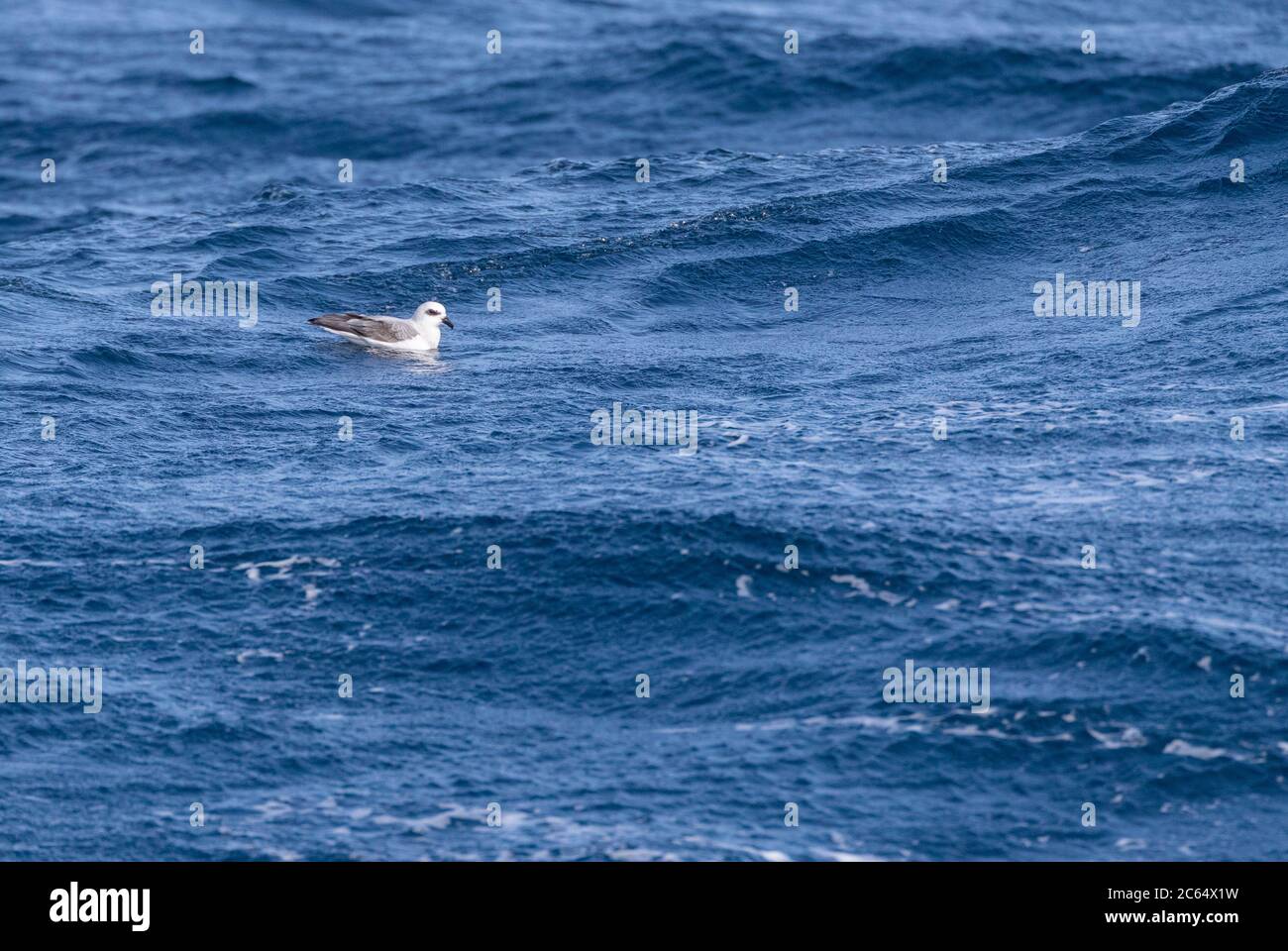 White-headed petrel (Pterodroma lessonii) sitting on the surface of the southern pacific ocean near New Zealand. Stock Photo