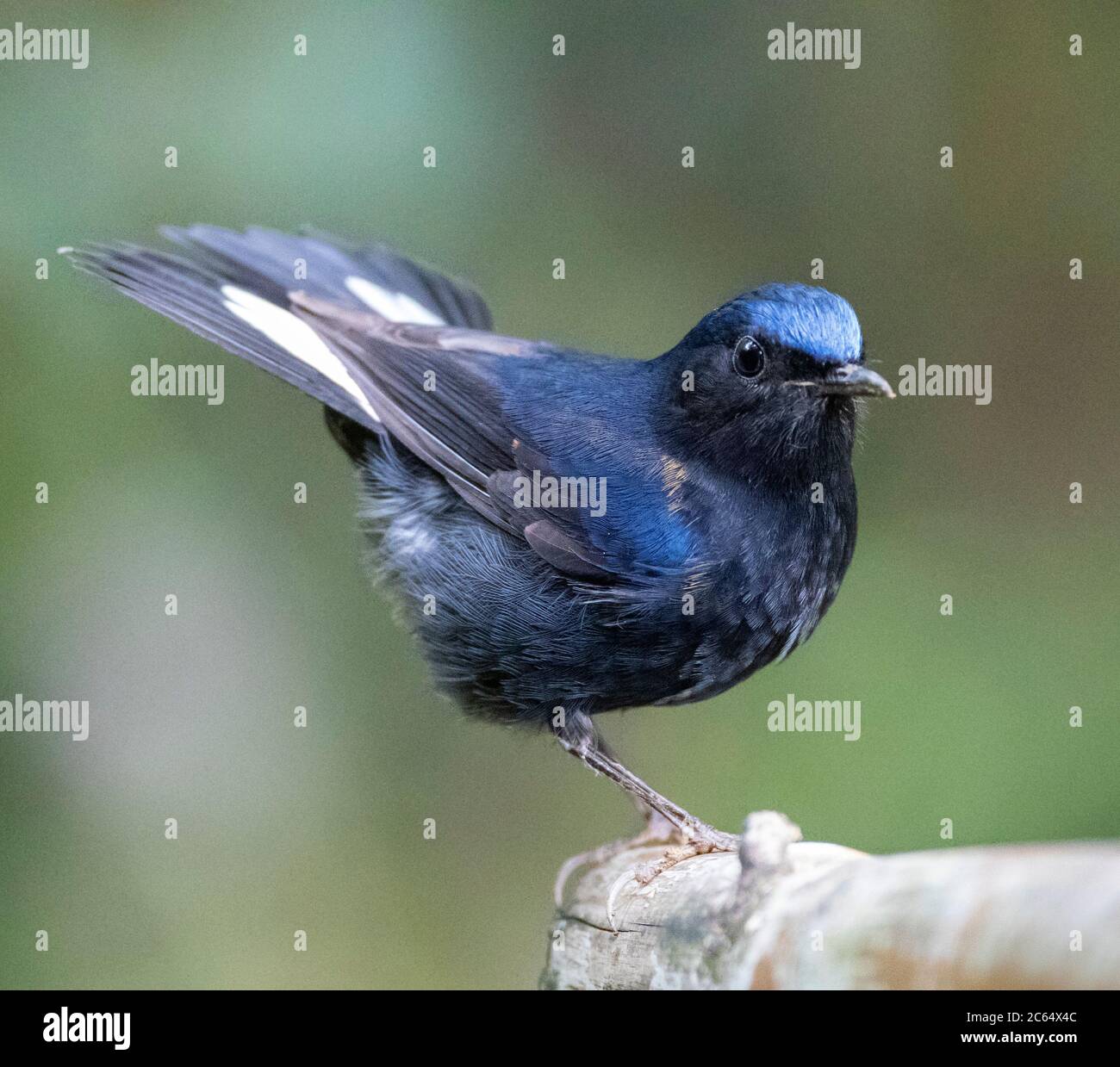 White-tailed Robin (Myiomela leucura) in understory of karst seasonal rainforest in southern China. Stock Photo