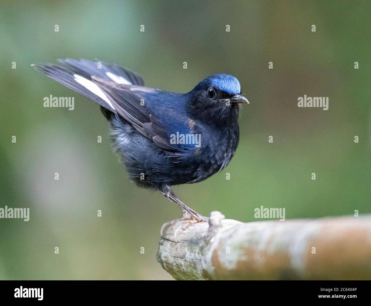 White-tailed Robin (Myiomela leucura) in understory of karst seasonal rainforest in southern China. Stock Photo