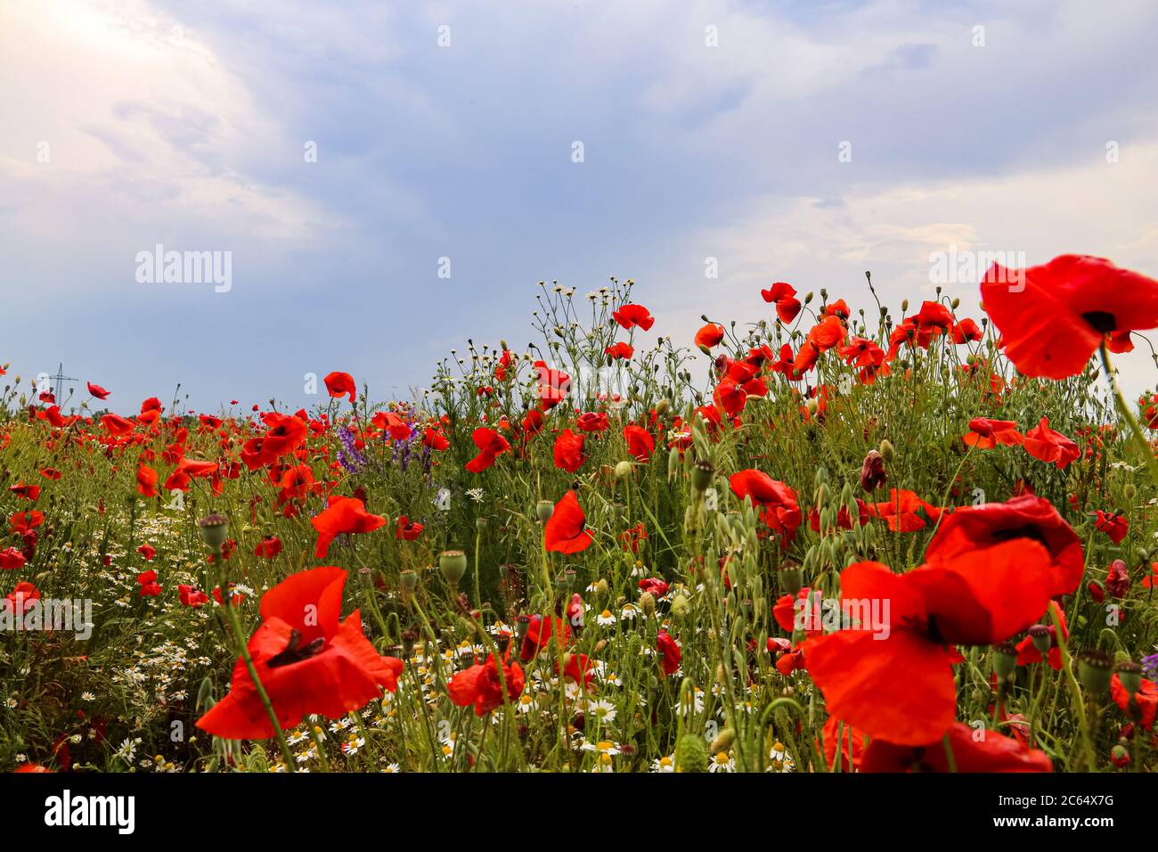 green and red beautiful poppy flower field background Stock Photo - Alamy