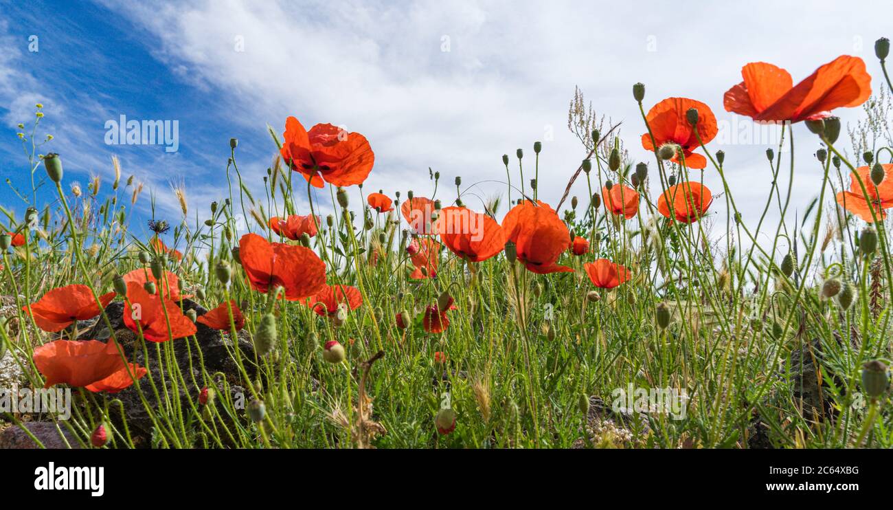 Close-up photograph of red poppies with a blue sky background with ...
