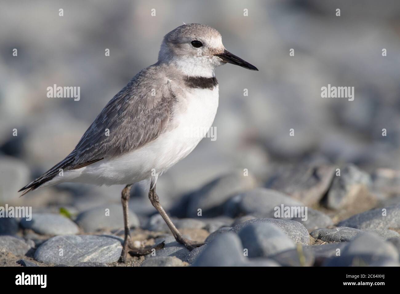 Adult Wrybill (Anarhynchus frontalis) standing in a river bed in Glentanner Park, South Island, New Zealand. The only species of bird in the world wit Stock Photo