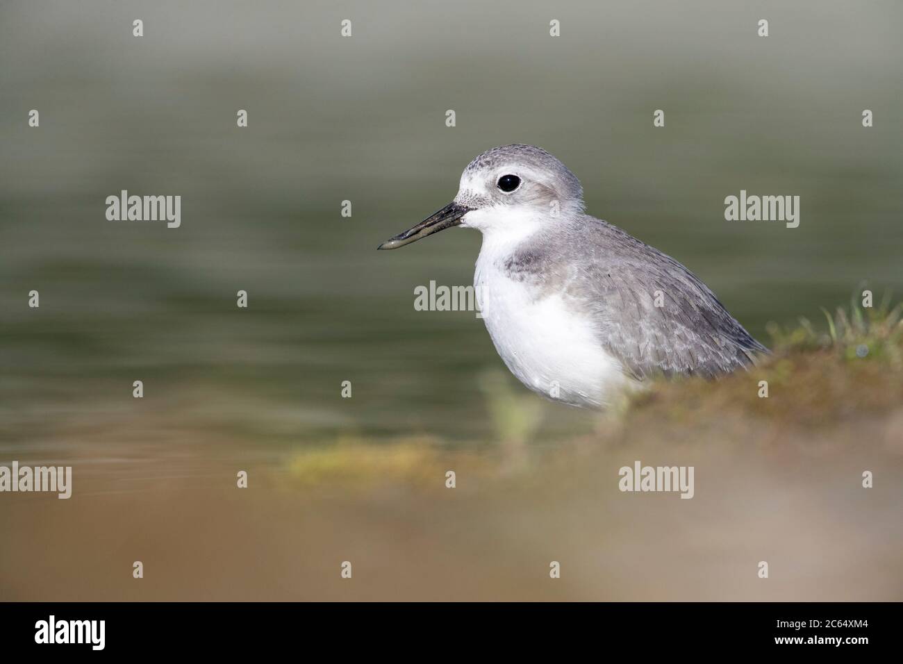 Adult Wrybill (Anarhynchus frontalis) standing in a river bed in Glentanner Park, South Island, New Zealand. The only species of bird in the world wit Stock Photo