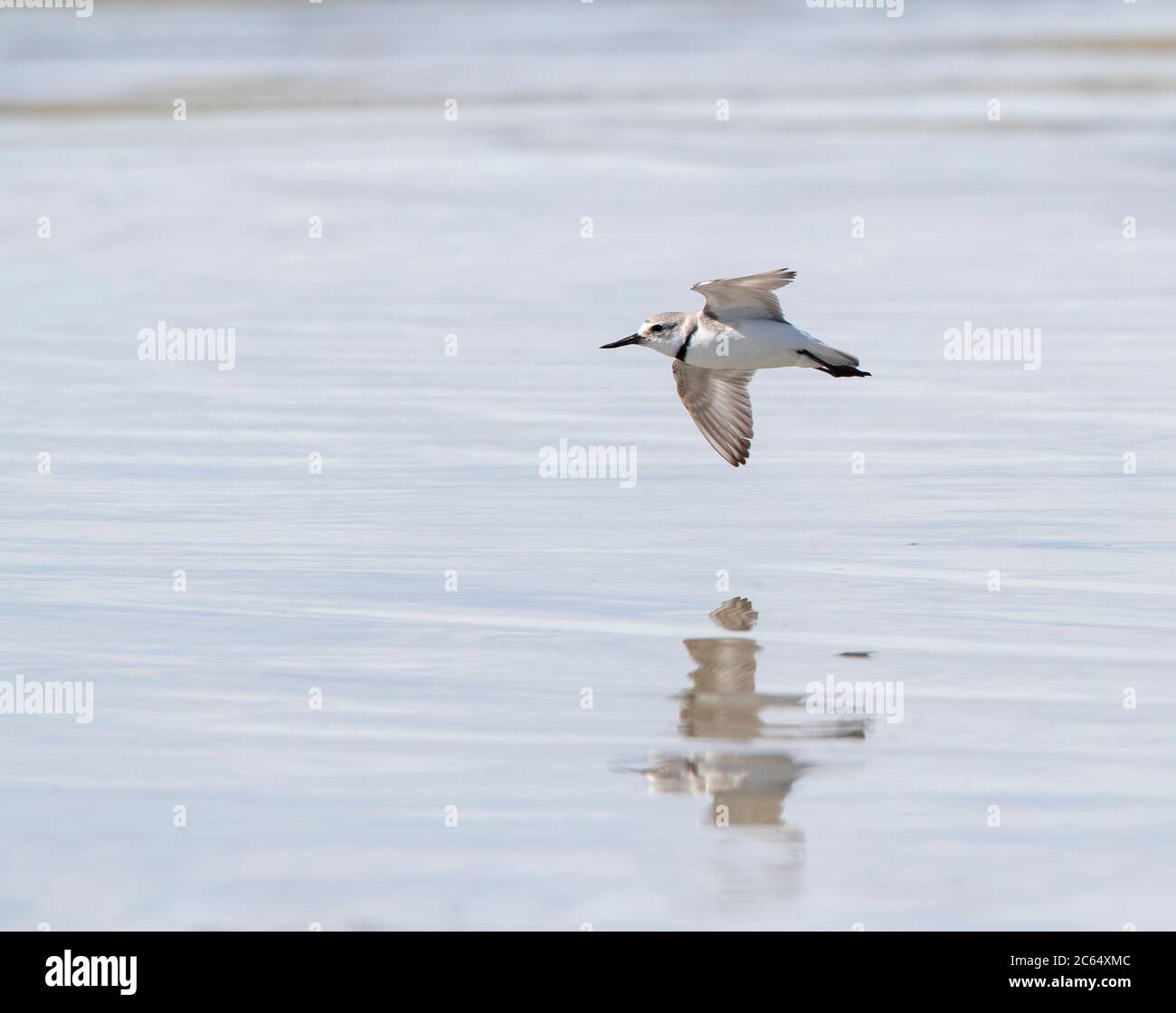 Adult Wrybill (Anarhynchus frontalis) in flight over a river in Glentanner Park, South Island, New Zealand. The only species of bird in the world with Stock Photo