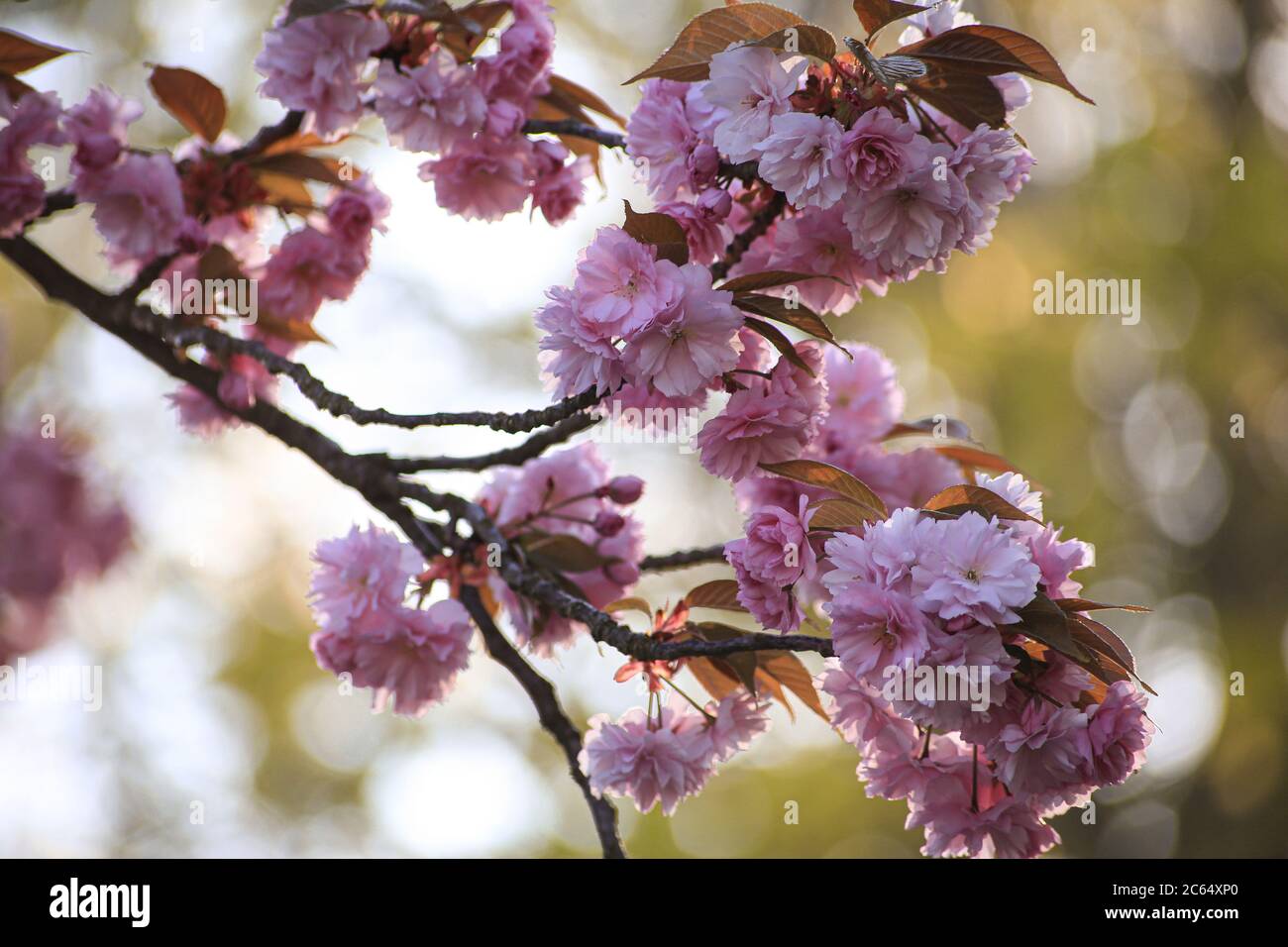 Cherry tree japan hi-res stock photography and images - Alamy