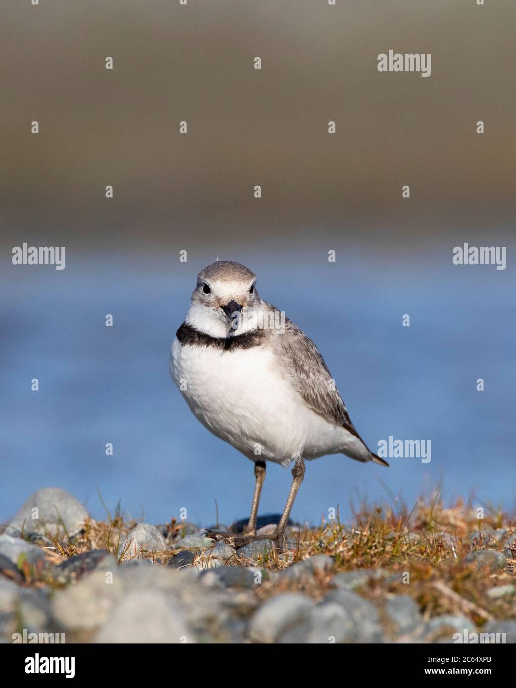 Adult Wrybill (Anarhynchus frontalis) standing in a river bed in Glentanner Park, South Island, New Zealand. Look straight ahead, showing bent bill fo Stock Photo