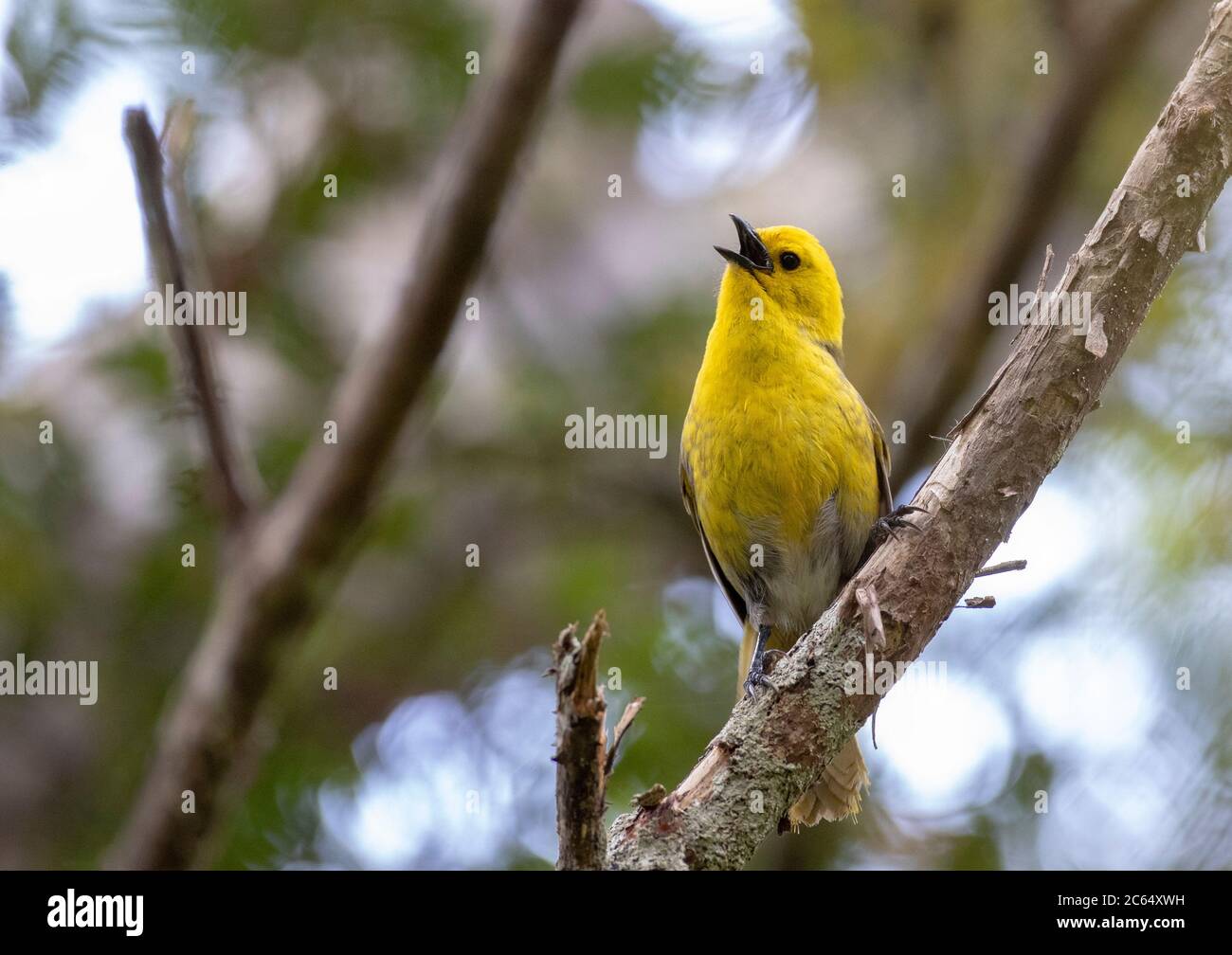 Endemic and endangered Yellowhead (Mohoua ochrocephala) in native forest in New Zealand. Singing male, seen from the front. Stock Photo