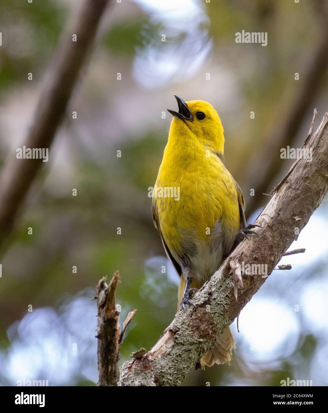 Endemic and endangered Yellowhead (Mohoua ochrocephala) in native forest in New Zealand. Singing male, seen from the front. Stock Photo