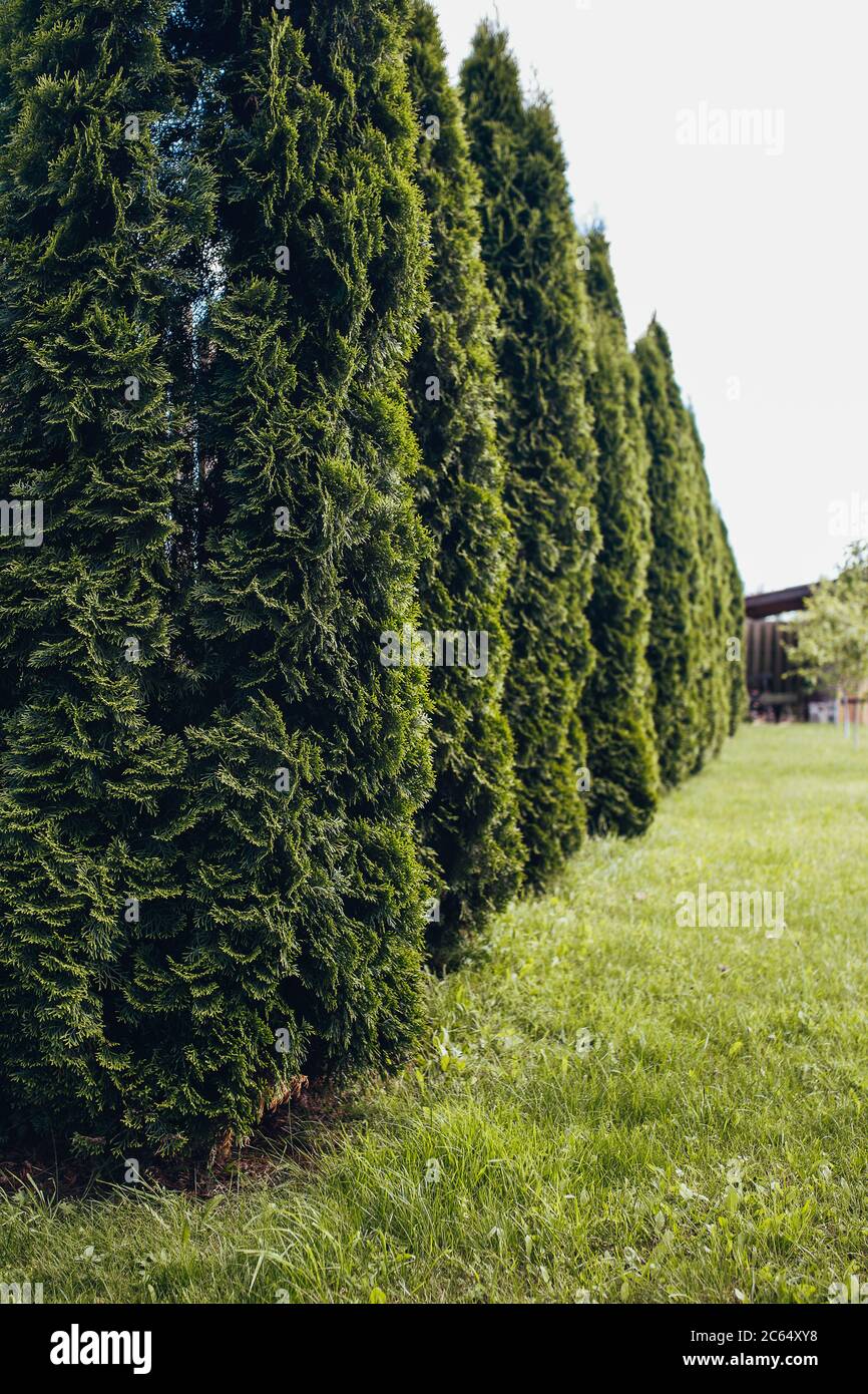 Live green hedge of high yearround evergreen coniferous bushes