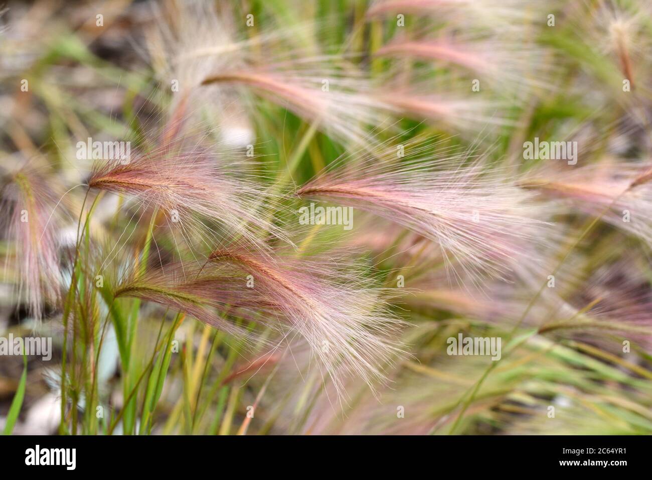 Hordeum jubatum Foxtail barleydensly tuffted annual or perennial grass Stock Photo