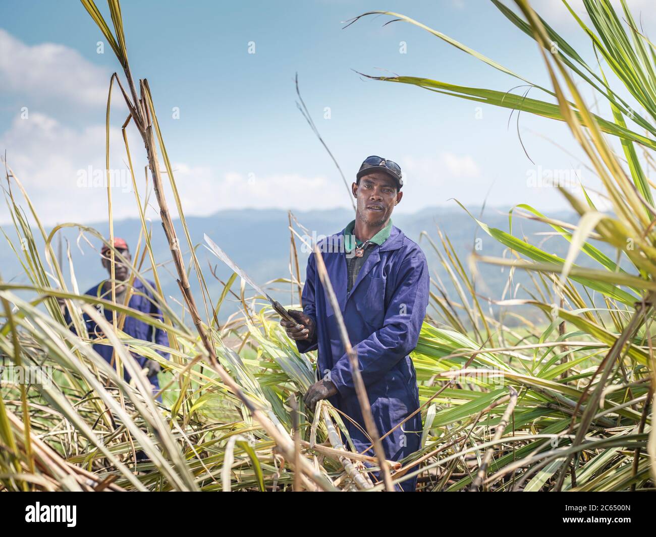 Sugarcane field jamaica hires stock photography and images Alamy