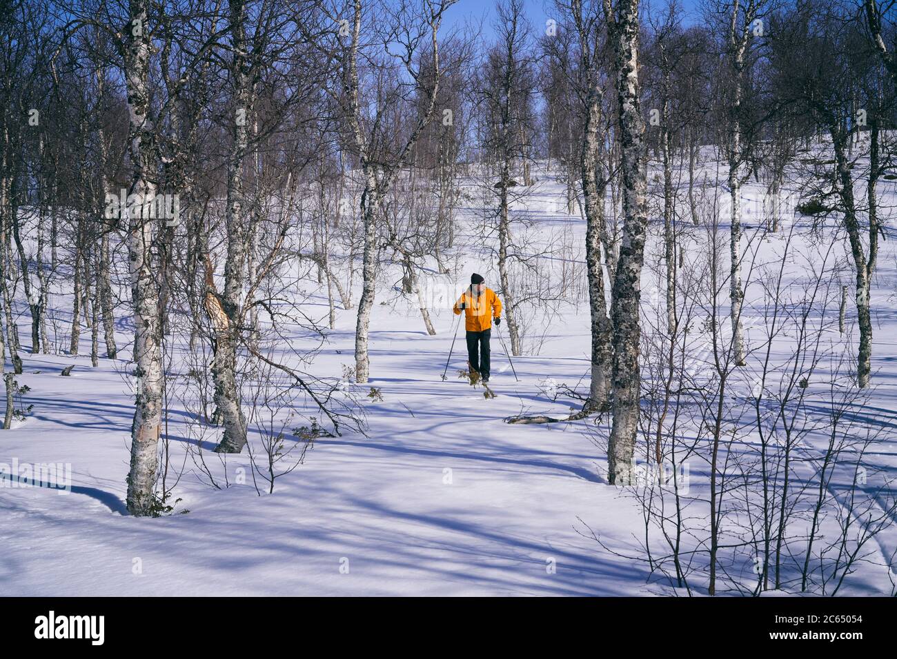Man cross-country skiing in Vasterbottens Lan, Sweden. - - Stock Photo