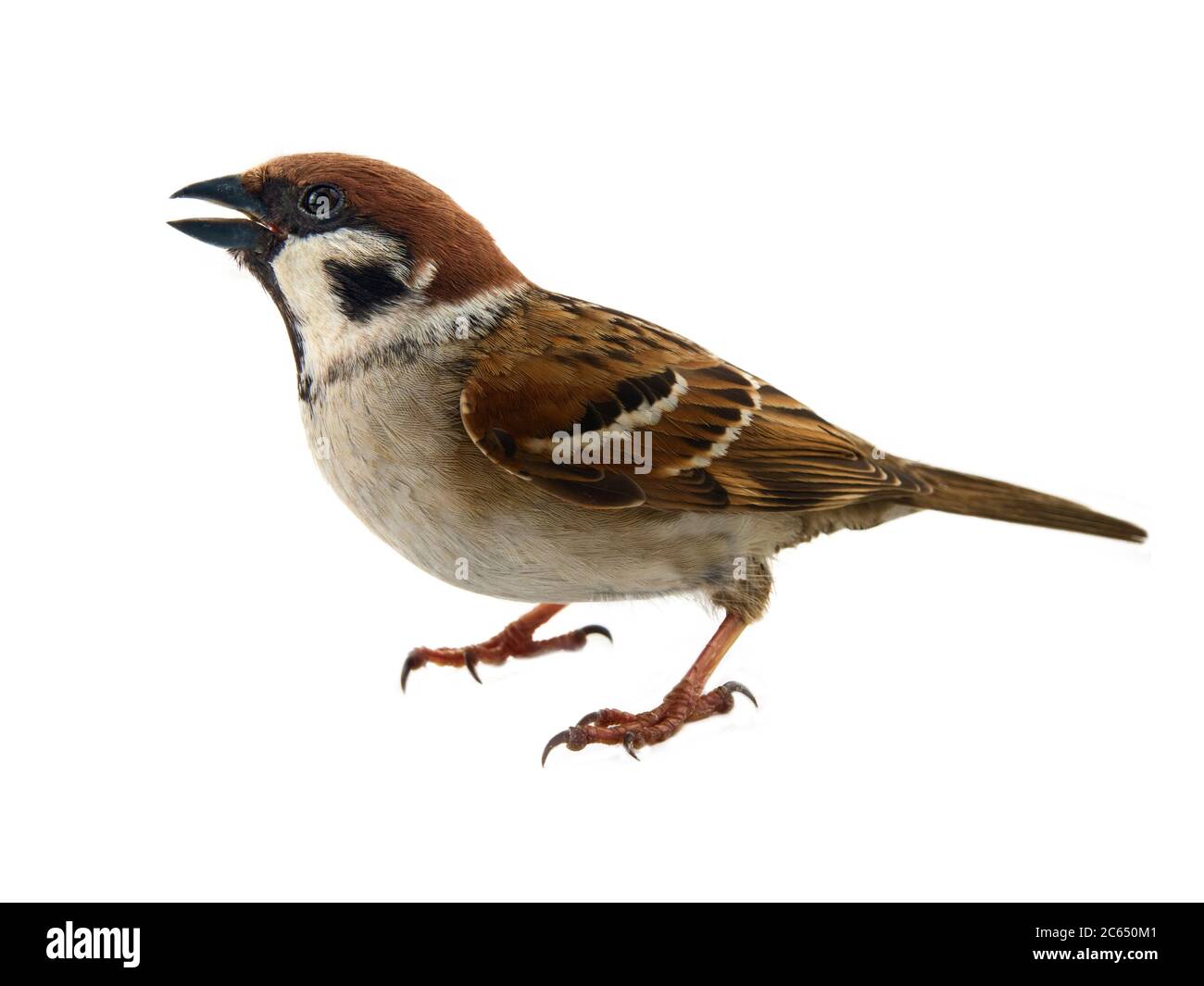 Sparrows as the most common birds in human environment. Eurasian tree sparrow (Passer montanus) in dynamics isolated on white background Stock Photo