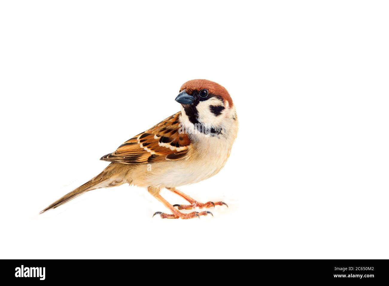 Sparrows as the most common birds in human environment. Eurasian tree sparrow (Passer montanus) in dynamics isolated on white background Stock Photo