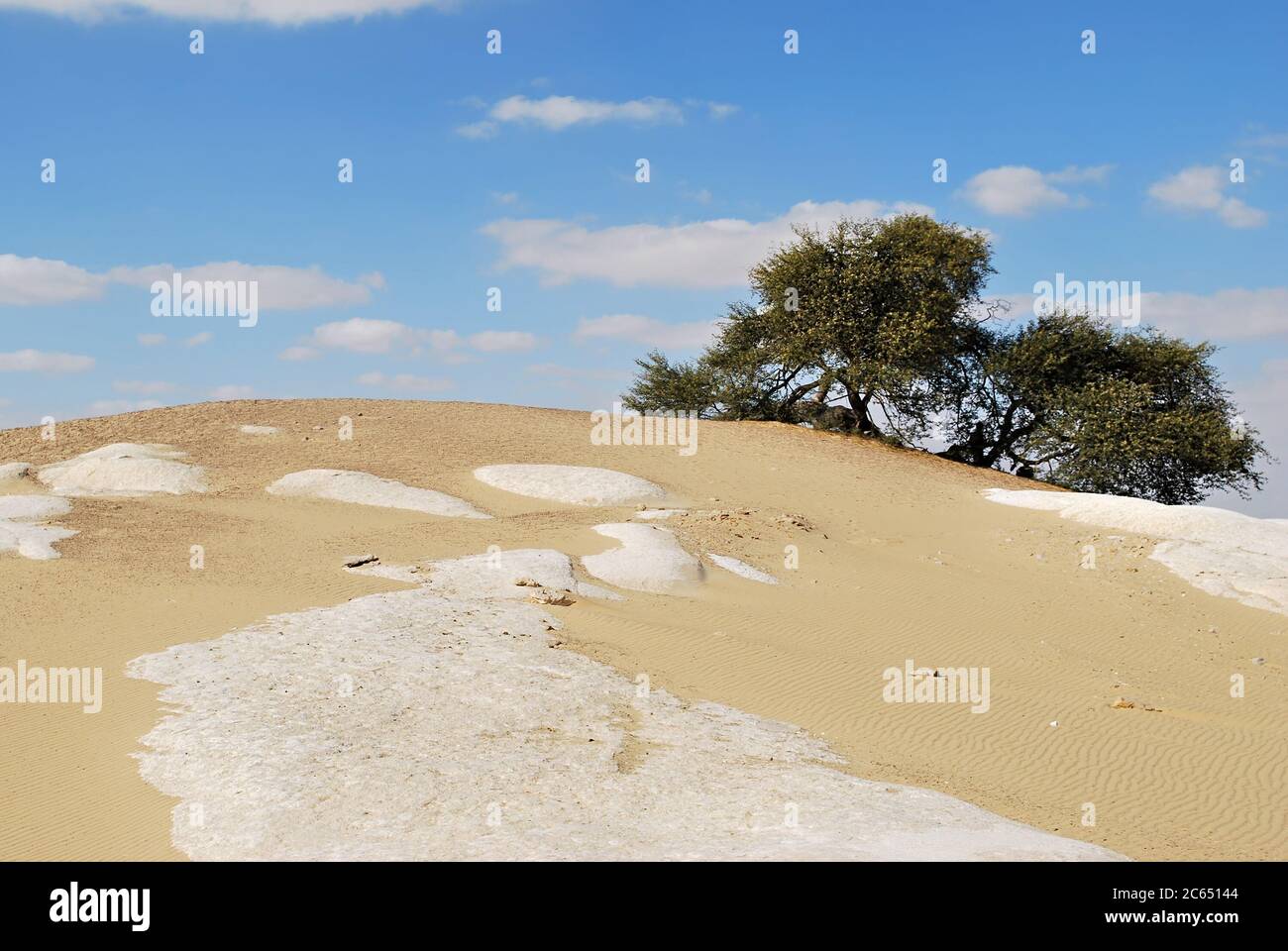 Lonely flowering acacia tree in the Sahara desert. ElSanta. Magic tree