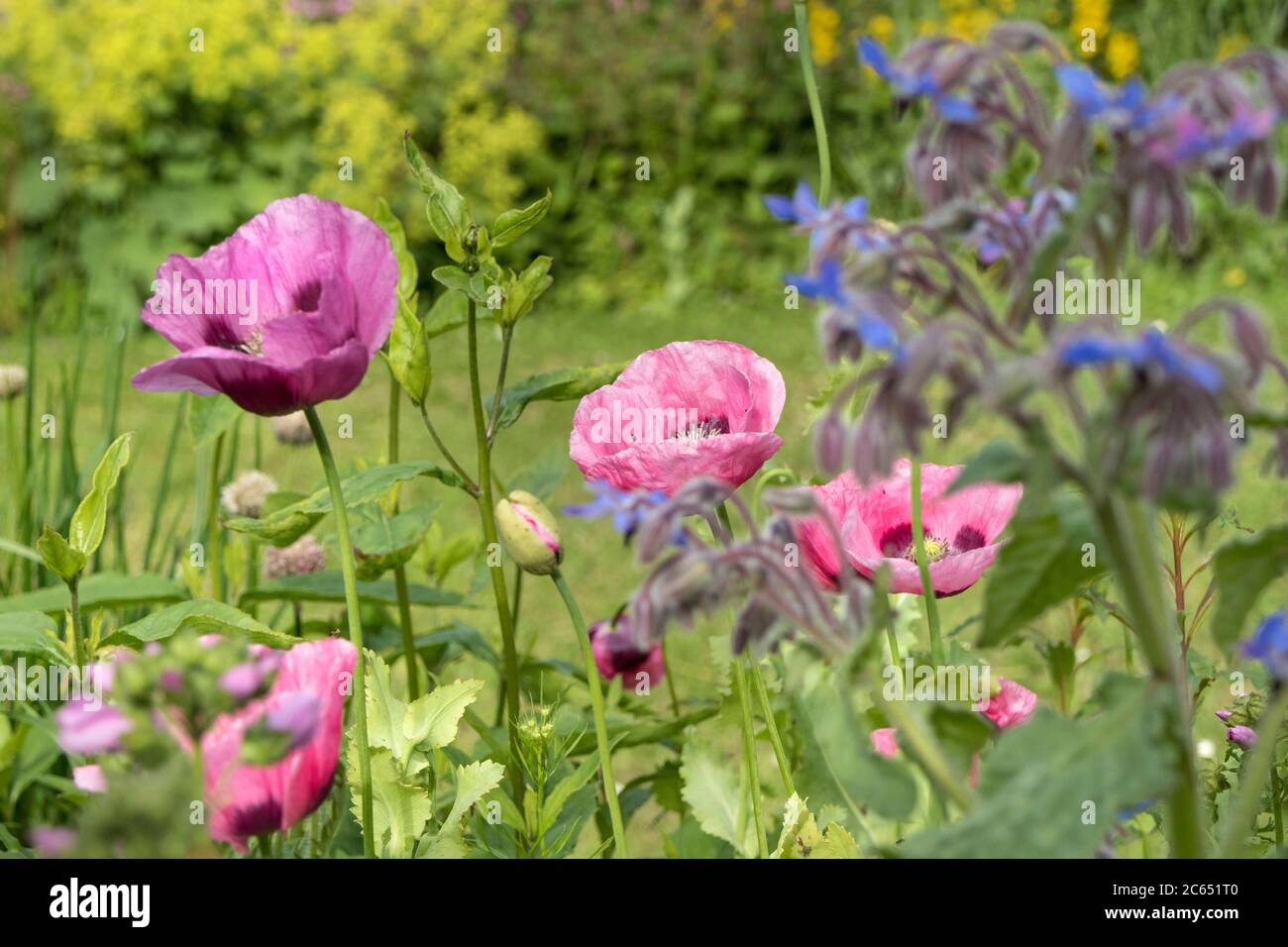 Opium Poppies in a small wildlife friendly flower garden which had been planted for the benefit of insects, Teesdale, County Durham, UK Stock Photo