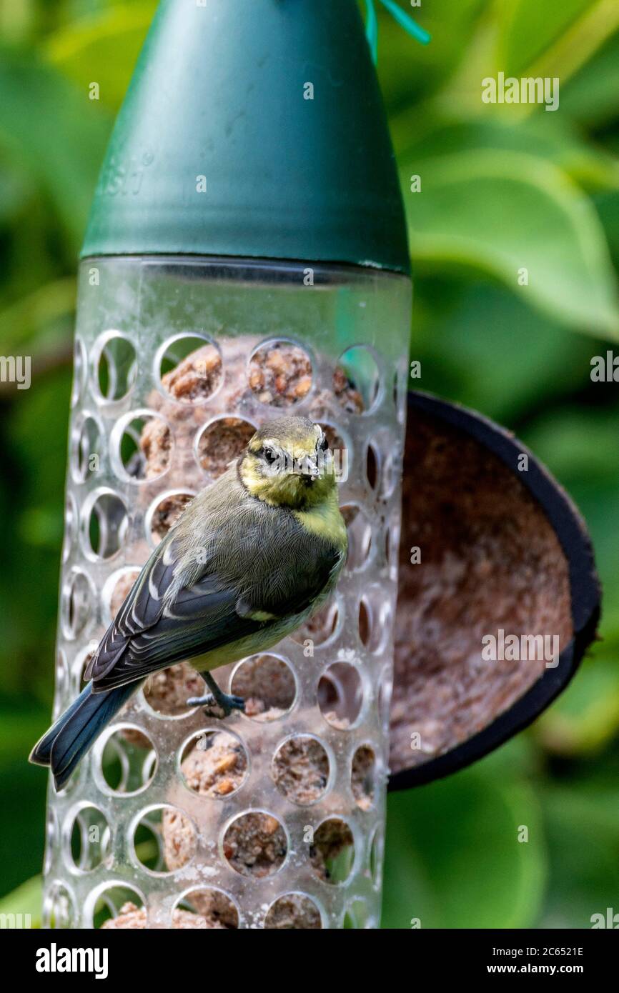 Juvenile Chiffchaff garden bird on a bird feeder. Stock Photo