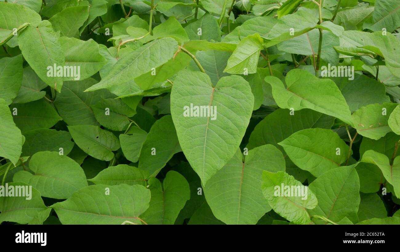 Knotweed Reynoutria and Fallopia japonica Sakhalin Japanese, invasive and expansive species of dangerous plants leaf, leaves and fruits Stock Photo