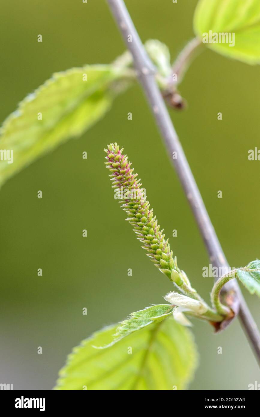 Weissrindige Himalaya-Birke Betula utilis Doorenbos, Weibliche Bluete Stock Photo