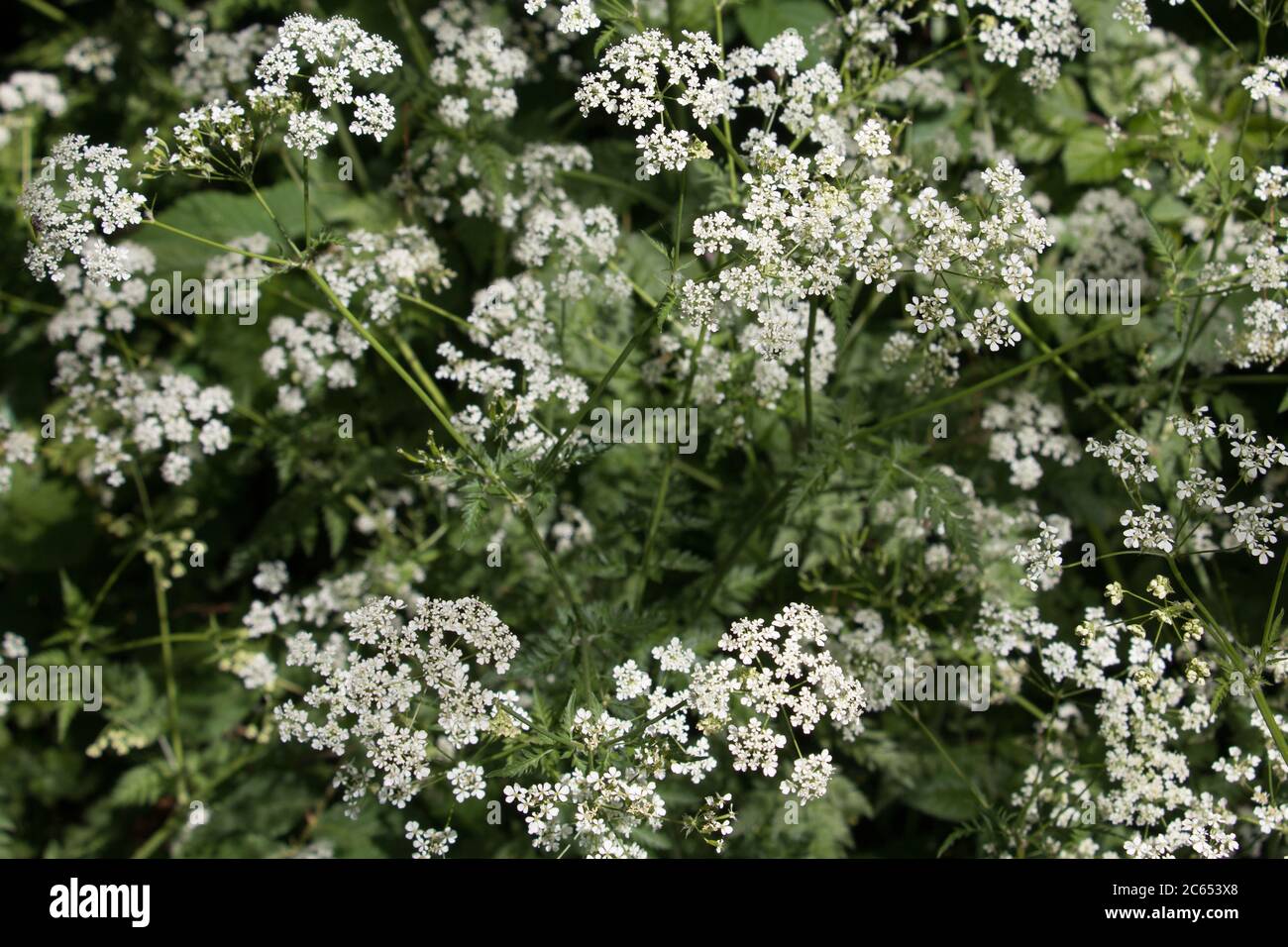 White Cow Parsley, Anthriscus sylvestris, Wild Chervil, wild Beaked Parsley or Keck, flowering in the British countryside Stock Photo