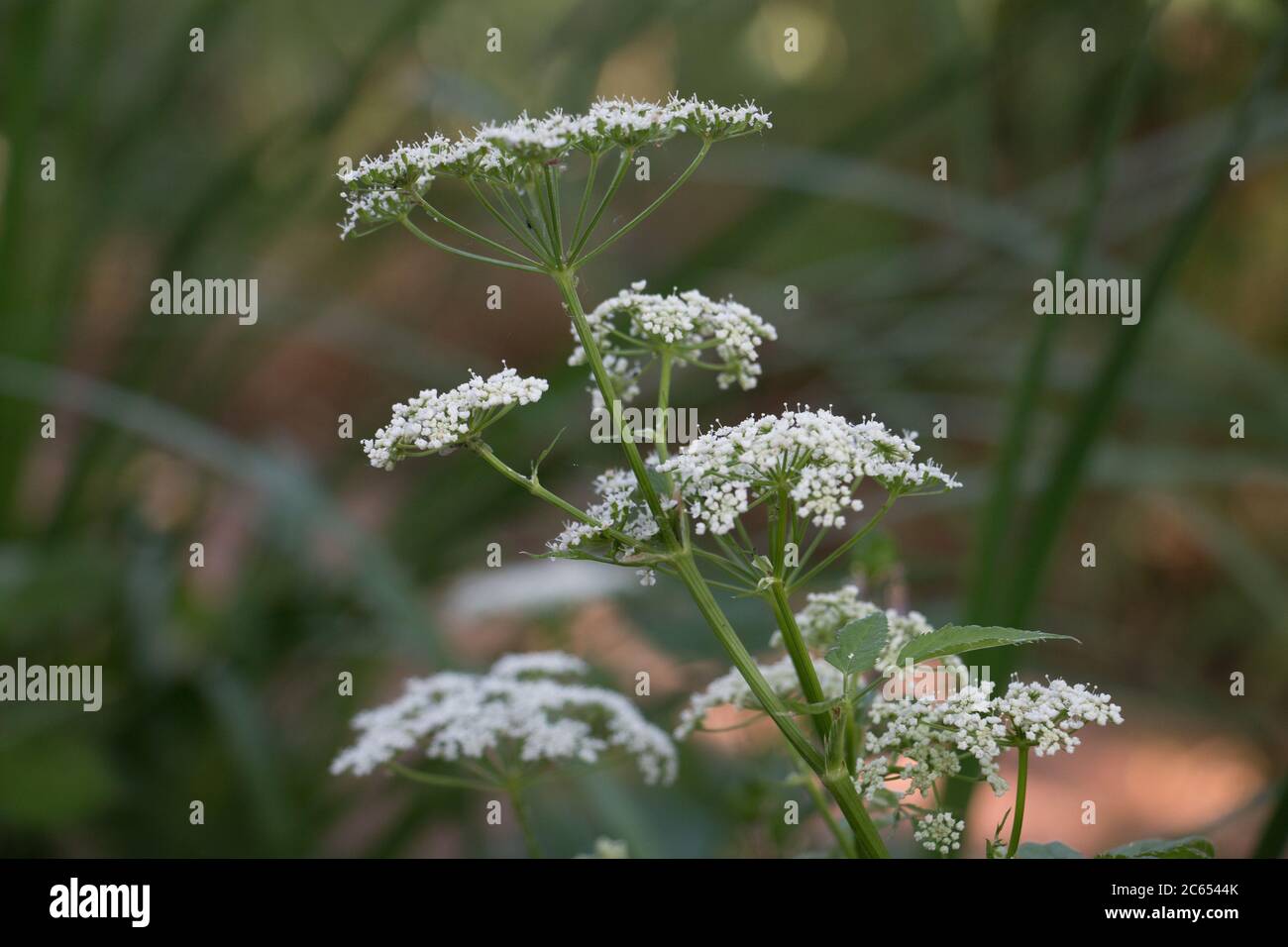 White Cow Parsley, Anthriscus sylvestris, Wild Chervil, wild Beaked