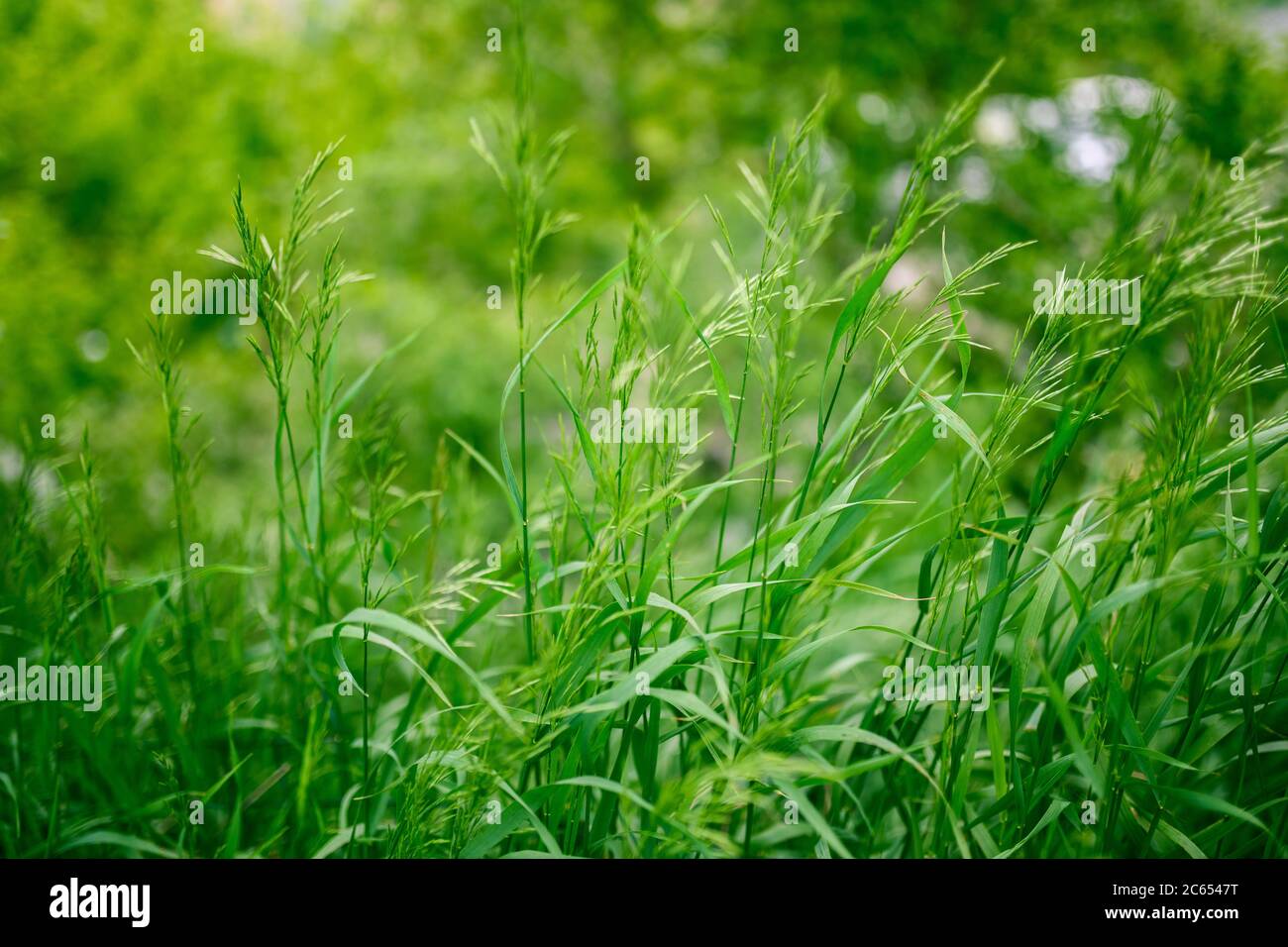 Fresh green grass as background. Selective focus with shallow depth of ...