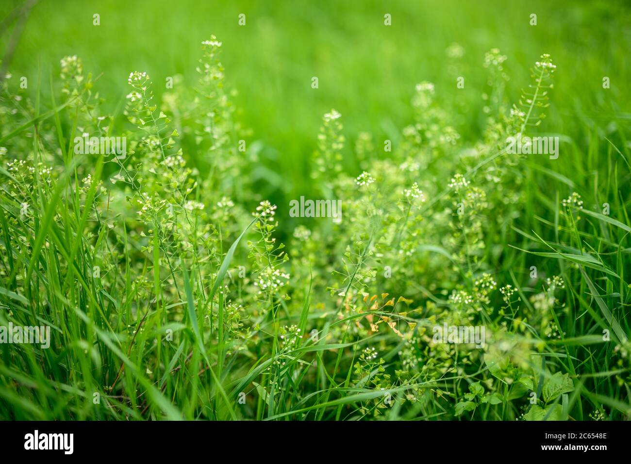 Flowers of Capsella bursa-pastoris at sunny day. Selective focus with shallow depth of field. Stock Photo