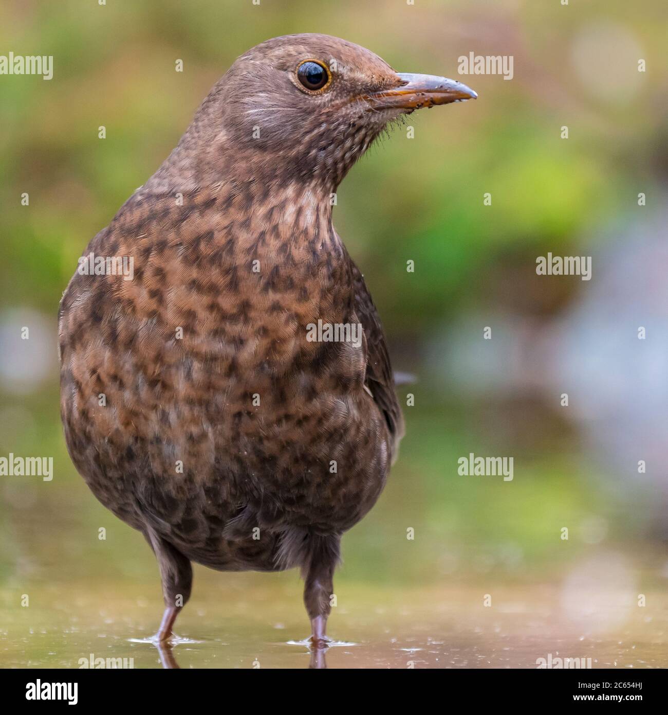 Female Eurasian Blackbird (Turdus merula) standing in shallow water ...