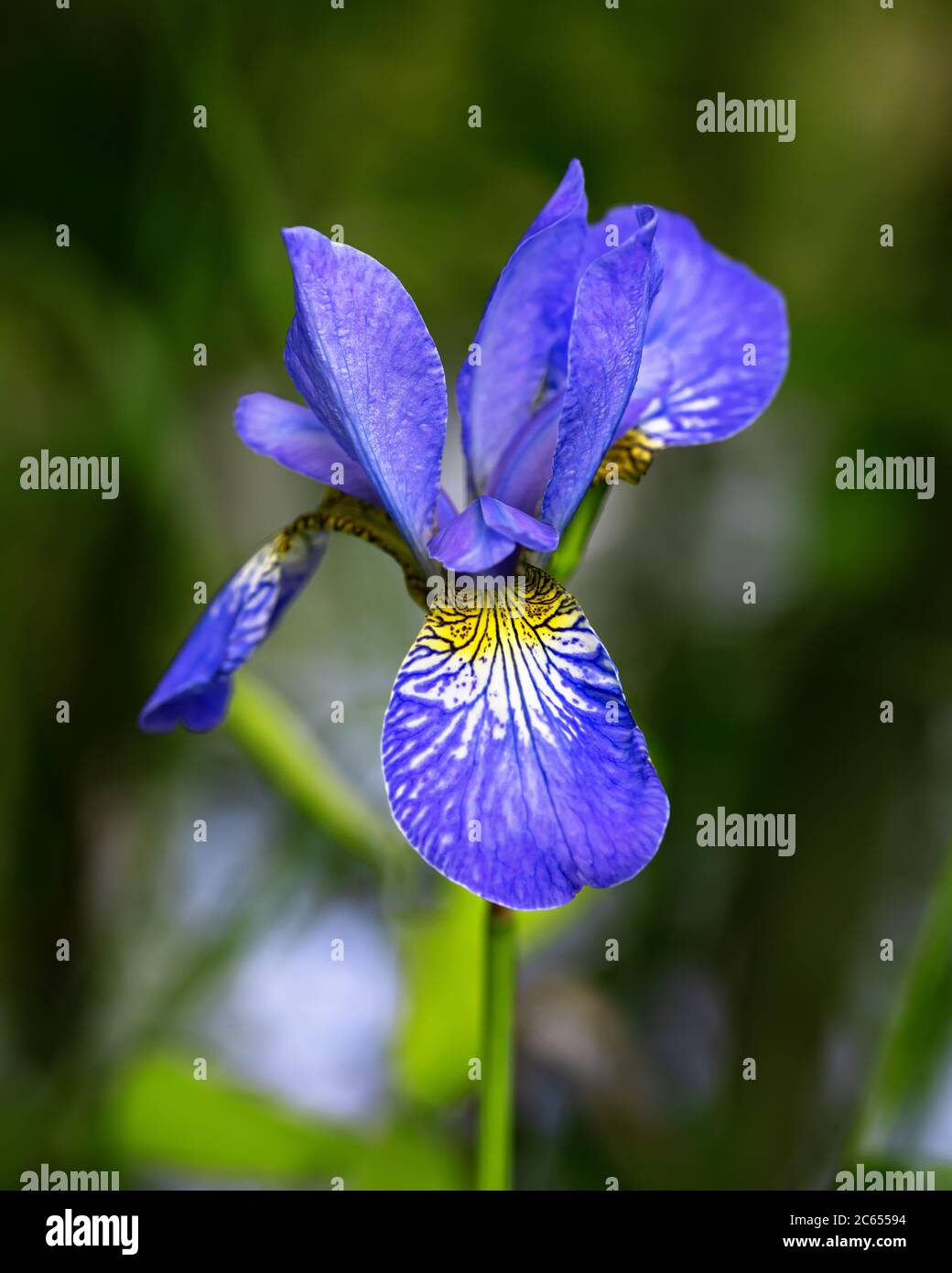 Bright blue iris flower isolated on green background with delicate bokeh from the sunlight in the morning. Close-up. Stock Photo