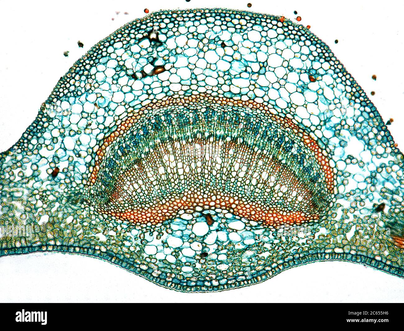 Cross section of leaf of Camellia. Stock Photo