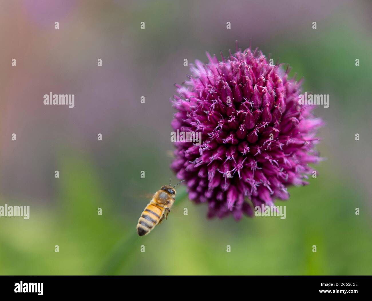 Wimbledon, London, UK. 7 July 2020. Honey bee flying towards vivid purple Allium sphaerocephalon flowers in a London garden. Credit: Malcolm Park/Alamy Live News. Stock Photo