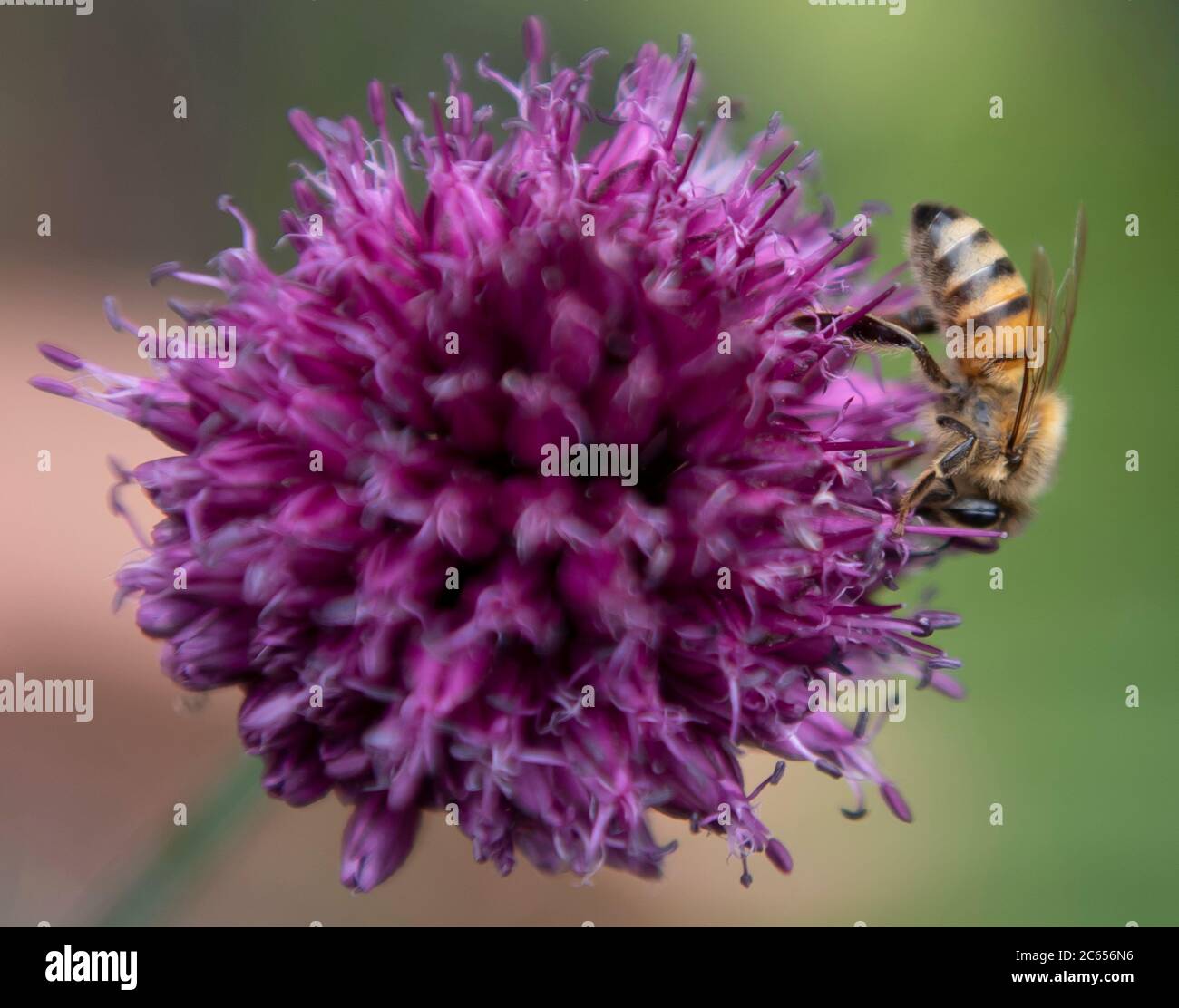 Wimbledon, London, UK. 7 July 2020. Honey bee attracted to vivid purple Allium sphaerocephalon flowers in a London garden. Credit: Malcolm Park/Alamy Live News. Stock Photo
