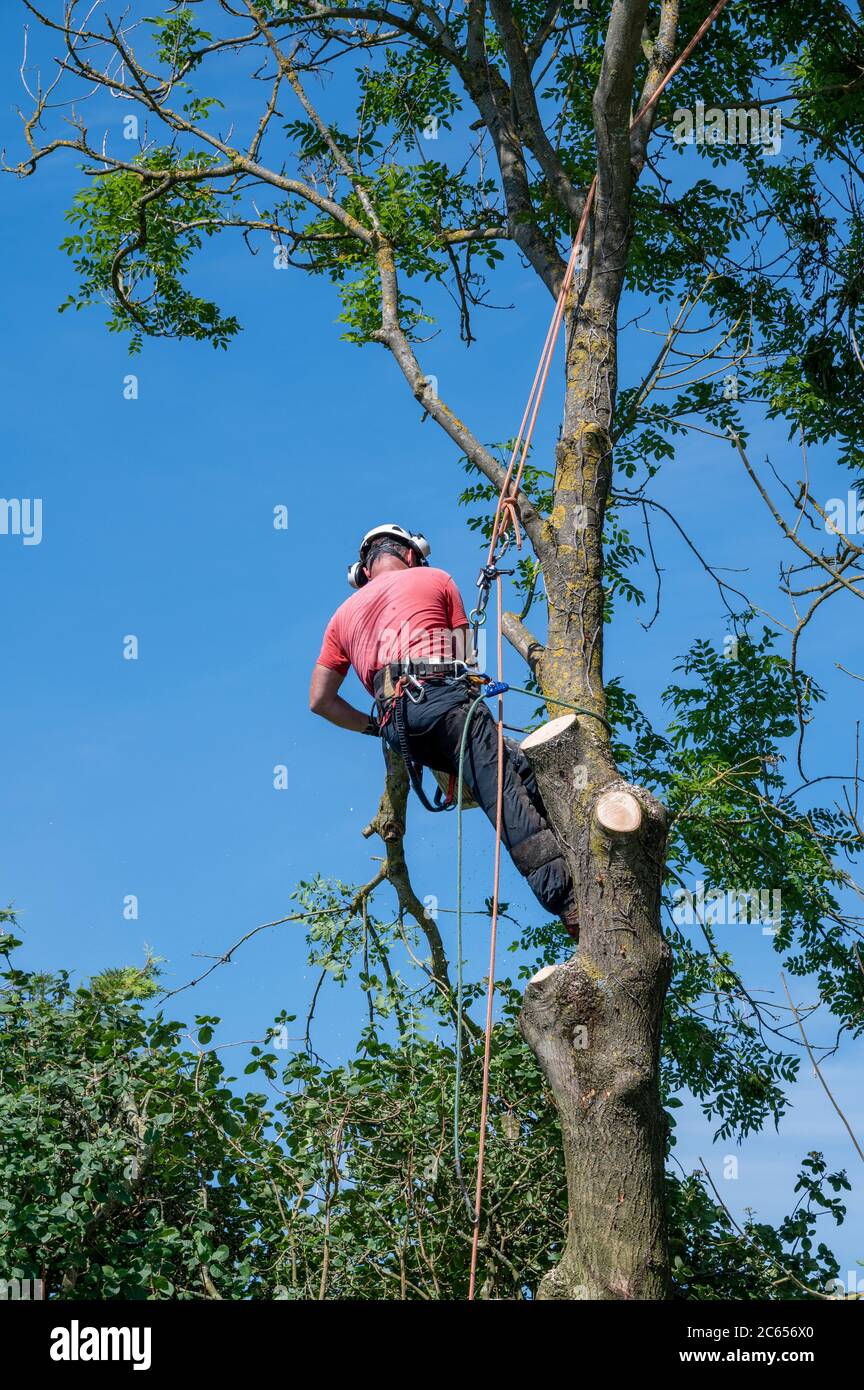 A Tree Surgeon or Arborist cuts of large branch while using safety ropes up a tree. Stock Photo