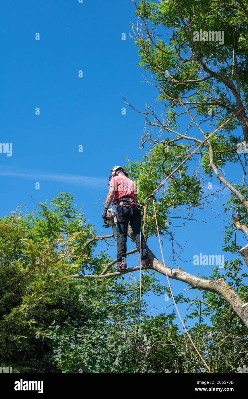 A Tree Surgeon or Arborist using safety ropes stands on a tree